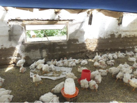 Sustainable chicken production and greenhouse in Sahuiña, Bolivia