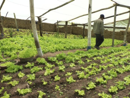 Sustainable chicken production and greenhouse in Sahuiña, Bolivia