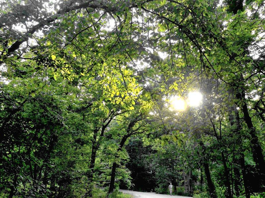 A woodland scene